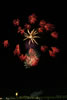 2006年 大曲花火大会 第80回全国花火競技大会（大曲の花火）　写真集/昇曲導付南国ヤシにアンダルシアの赤いバラ 和火屋