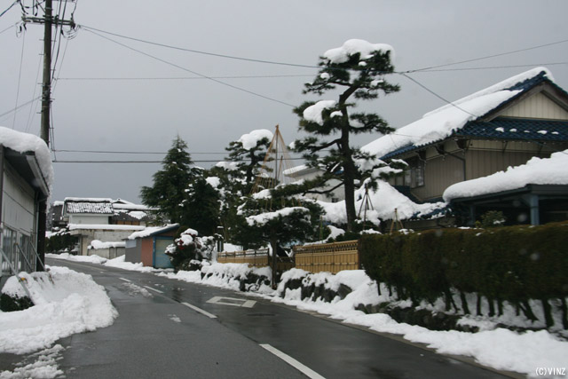 雪景色　雪道　道路 富山県の道路 富山市八尾町 植木に雪吊りを行っている。